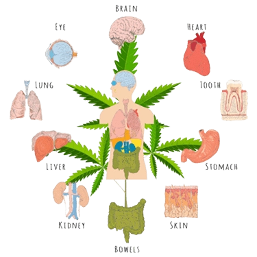 CBD Study Reveals Over Half Of CBD Users Have Better Sleep and Less Anxiety