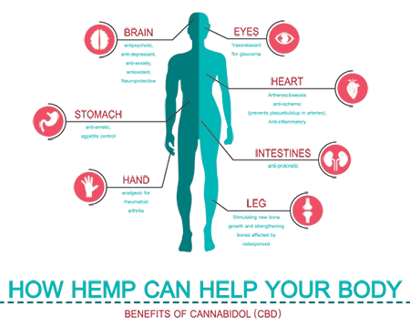 How Does CBD work in the brain and body?