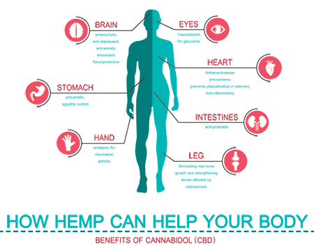 How Does CBD work in the brain and body? How Does CBD work in the brain and body?